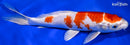 9" HARIWAKE