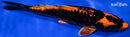 8.5" DOITSU KIN ORENJI MATSUBA