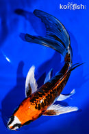 7.5" ARAGOKE KUJAKU BUTTERFLY