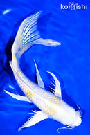 10" LEMON HARIWAKE BUTTERFLY