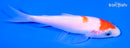 4.25" KOHAKU