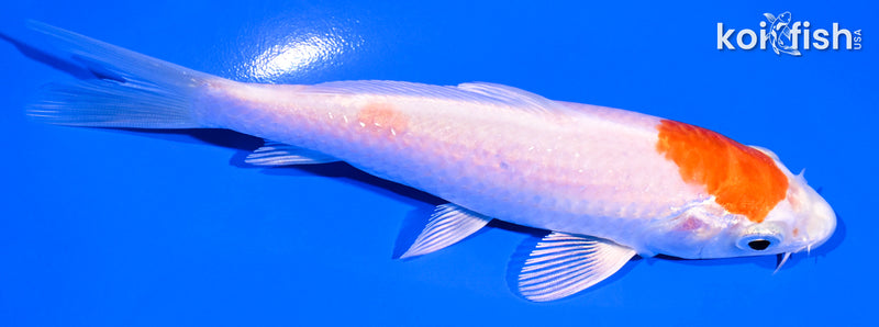 5.25" HARIWAKE