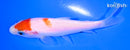 4.25" KOHAKU