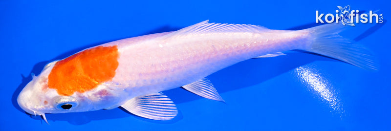 5.25" HARIWAKE