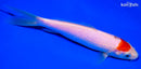 6.25" TANCHO KOHAKU