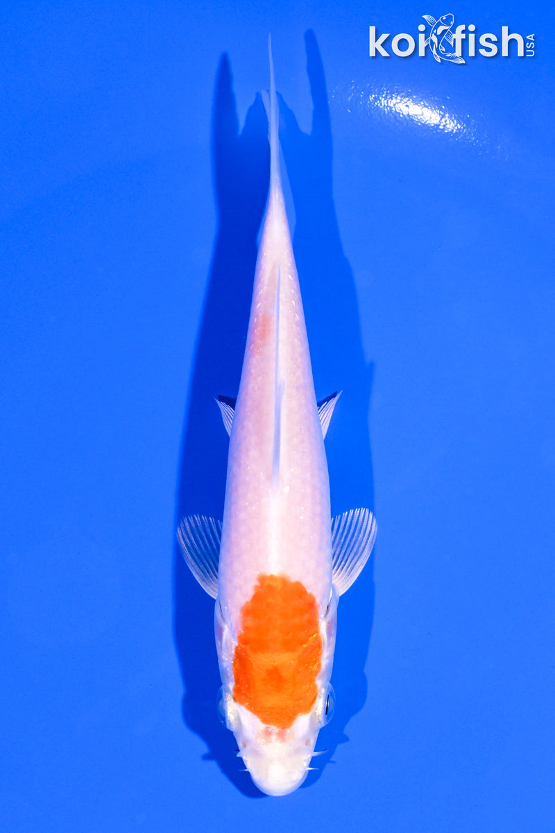5.25" HARIWAKE