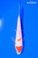 4.25" KOHAKU