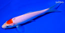 6.25" TANCHO KOHAKU
