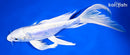 9.25" DOITSU PLATINUM OGON BUTTERFLY