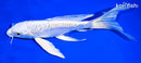 8" GINRIN HARIWAKE BUTTERFLY