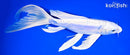 9.25" DOITSU PLATINUM OGON BUTTERFLY