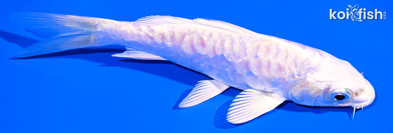 5.5" DOITSU PLATINUM OGON