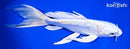 8" GINRIN HARIWAKE BUTTERFLY