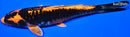 8.5" DOITSU KIN ORENJI MATSUBA