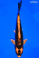 8.5" DOITSU KIN ORENJI MATSUBA