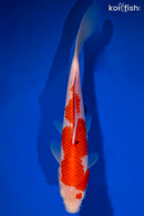 9.25" KOHAKU