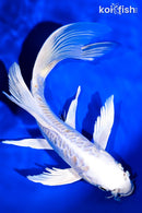 8" GINRIN HARIWAKE BUTTERFLY