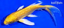 7.75" GINRIN YAMABUKI OGON BUTTEFLY