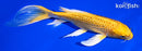 7.75" GINRIN YAMABUKI OGON BUTTEFLY