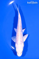 5.5" DOITSU PLATINUM OGON