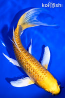 7.75" GINRIN YAMABUKI OGON BUTTEFLY