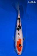 8.75" SANKE