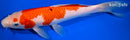 9.25" KOHAKU