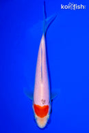 6.25" TANCHO KOHAKU