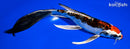 8.5" BENI KIKOKURYU BUTTERFLY