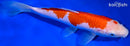 9.25" KOHAKU