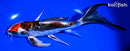 8.5" BENI KIKOKURYU BUTTERFLY