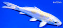 6.25" DOITSU HARIWAKE