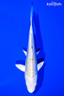 6.25" DOITSU HARIWAKE
