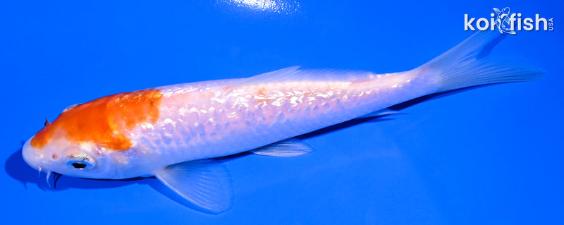 5.5" GINRIN KOHAKU
