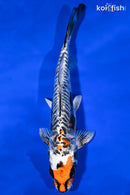 9" BENI KIKOKURYU