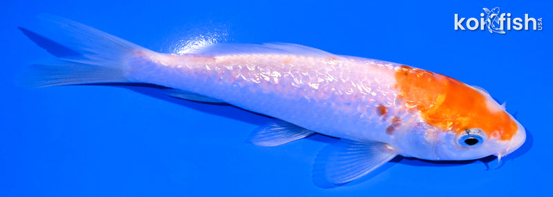 5.5" GINRIN KOHAKU