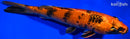 9.5" KIN HI UTSURI