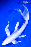 9.25" DOITSU PLATINUM OGON BUTTERFLY