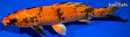 9.5" KIN HI UTSURI
