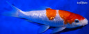 9" GINRIN KOHAKU