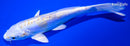 6.25" DOITSU HARIWAKE