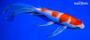 7.75" HARIWAKE BUTTERFLY