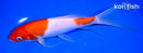 8.5" KOHAKU BUTTERFLY