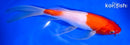 8.5" KOHAKU BUTTERFLY