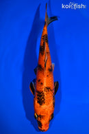 9.5" KIN HI UTSURI