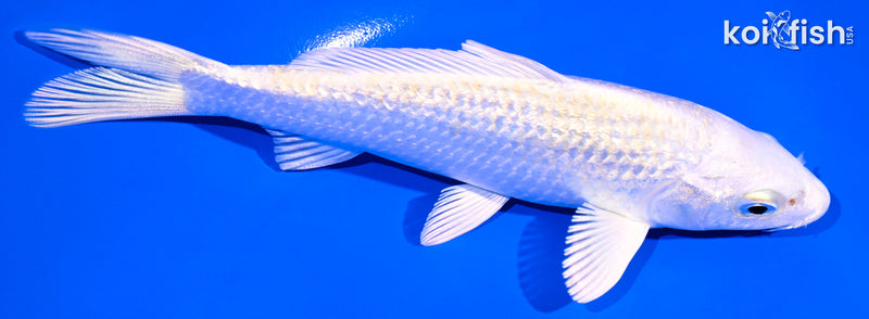 5.5" GINRIN HARIWAKE