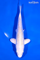 5.5" GINRIN HARIWAKE