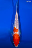 9" GINRIN KOHAKU
