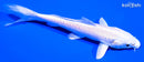 5" PLATINUM OGON
