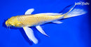 7.75" YAMABUKI OGON BUTTERFLY
